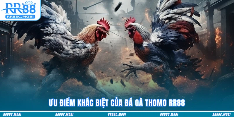 Ưu điểm khác biệt của Đá Gà Thomo RR88